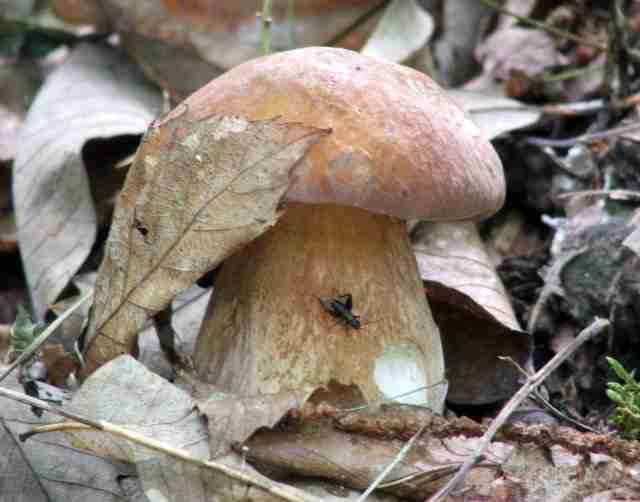  Image name: 145 Porcino.jpg 
 width: 640 pixel 
 height: 502 pixel 
 Size: 21969 bytes 
 Click to enlarge 